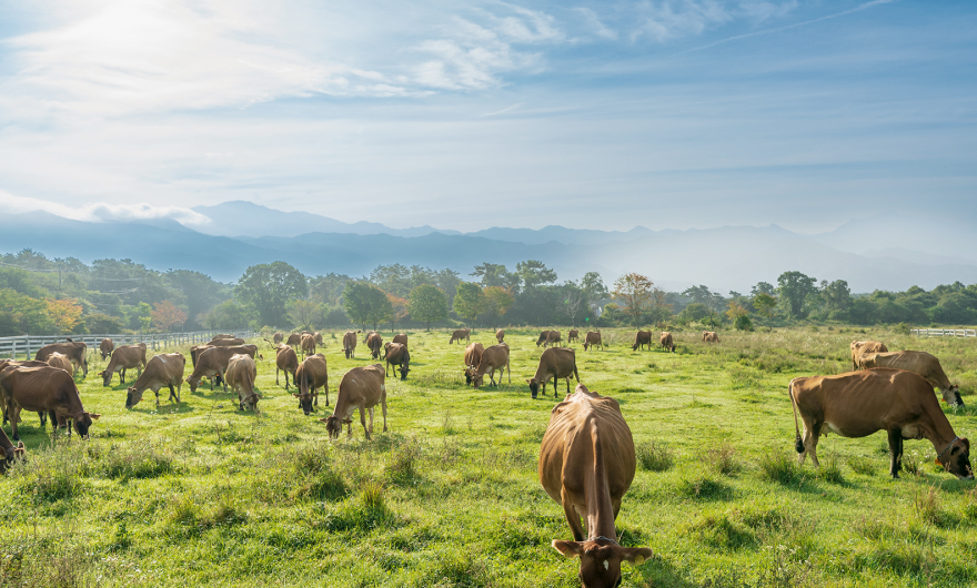 写真:草原で放牧されている牛の群れ