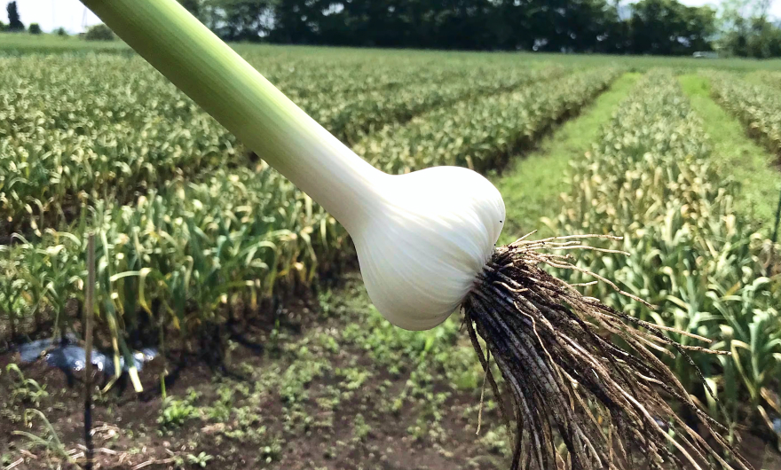 写真:しらさぎファームが運営する畑