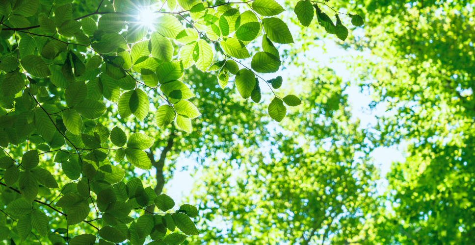 写真：木の葉が青空に向かって茂っている画像